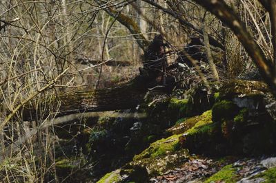 Trees growing in forest