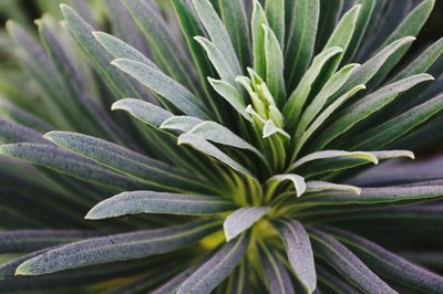 Close-up of fresh green plant