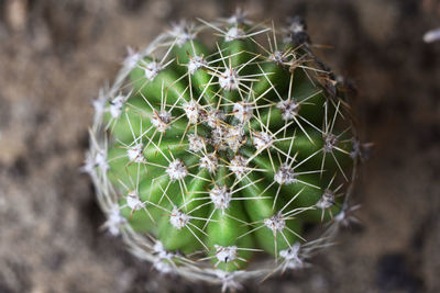 Close-up of cactus plant