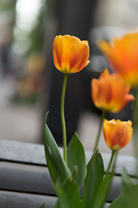 Close-up of yellow flowers blooming outdoors