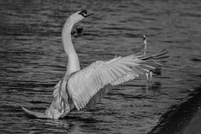 Bird flying over lake