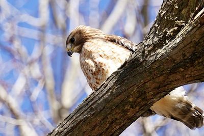Low angle view of bird perching on tree trunk
