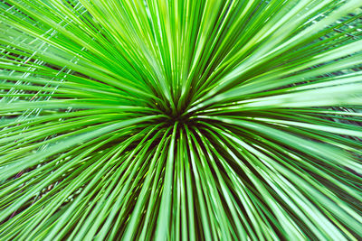 Full frame shot of palm tree