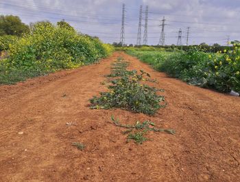 Close-up of plants growing in farm