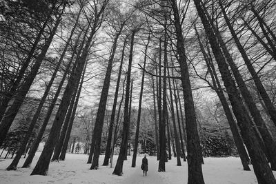 Trees in snow covered forest