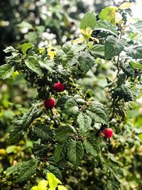 Close-up of berries growing on tree