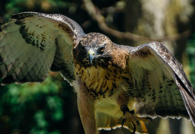 Close-up of red-tailed hawk flying outdoors