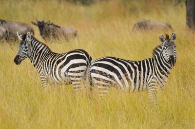 Close-up of zebras standing in forest