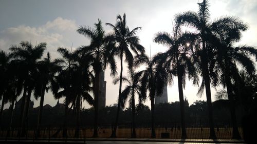 Low angle view of palm trees against sky