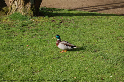 Bird perching on field