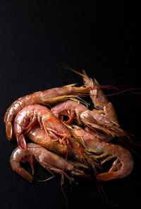 High angle view of prawns