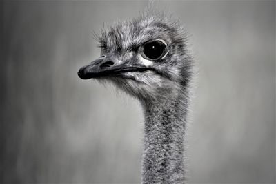 ostrich