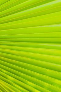 Full frame shot of palm leaf