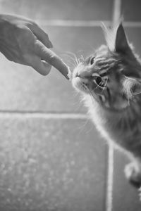 Feeding the cat with the finger