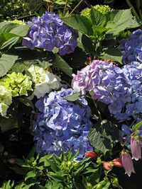 Close-up of purple hydrangea blooming outdoors