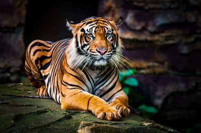 Tiger in a zoo