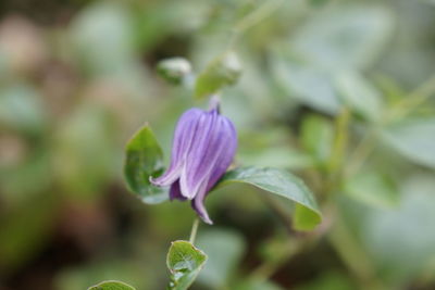 Close-up of purple flowering plant
