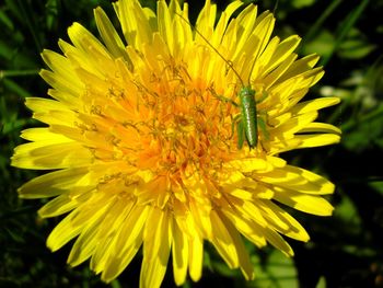 Close-up of bee on yellow flower