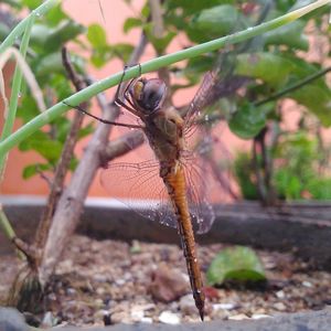 Close-up of insect on plant