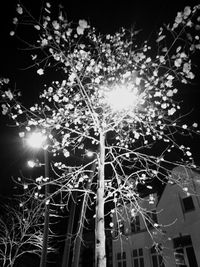 Low angle view of illuminated tree against sky at night