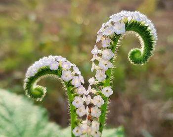 Close-up of white flowering plant