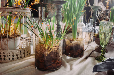 Germination of seedlings at home. growing plants in water in a glass vase with fertilizers.