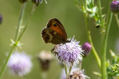 Close-up of butterfly pollinating on purple flower