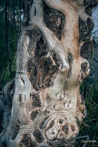 Close-up of lizard on tree trunk