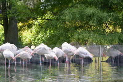 Birds perching on the lake