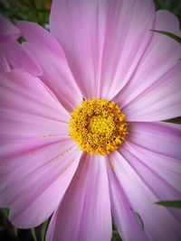 Close-up of pink flower