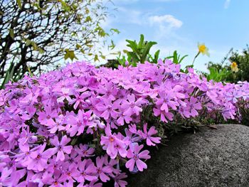 Close-up of pink flowering plant against blue sky