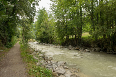 River amidst trees in forest