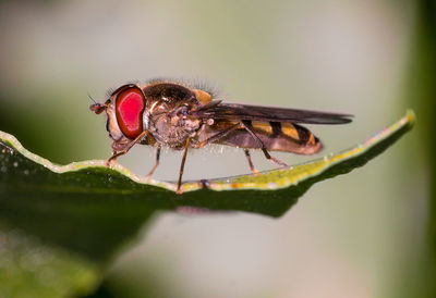 Close-up of insect on leaf