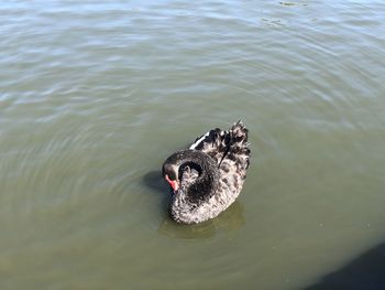 High angle view of swan swimming in lake