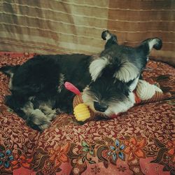 High angle view of dog resting