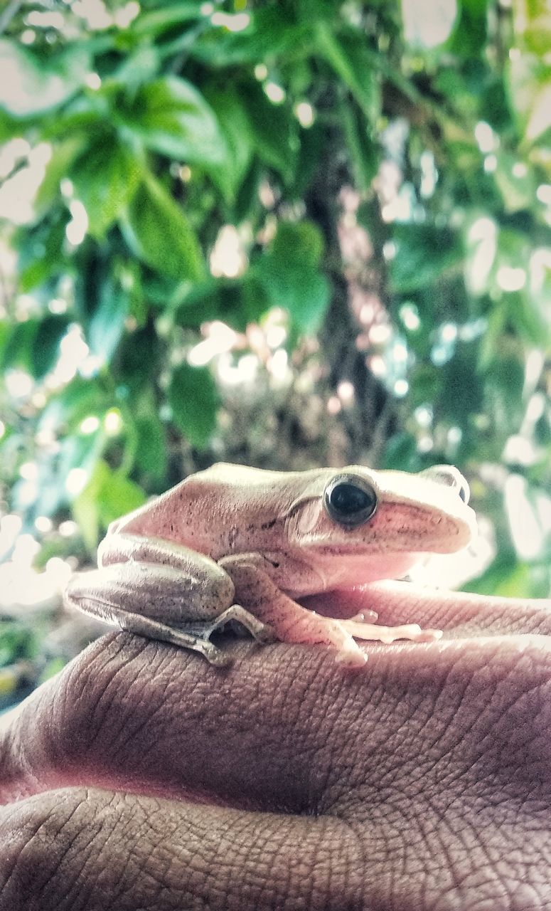 CLOSE-UP OF HAND HOLDING STICK