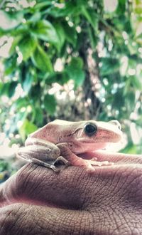 Close-up of hand holding leaf