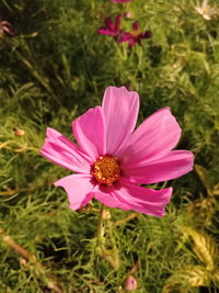 Close-up of pink cosmos flower blooming on field