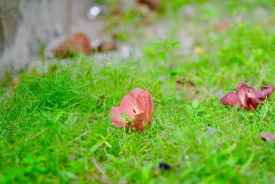 Close-up of mushroom growing in field