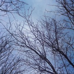 Low angle view of bare trees against blue sky