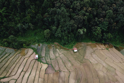 High angle view of a sheep