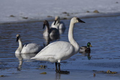 Close-up of swans and duck in lake