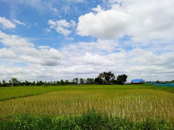 Scenic view of agricultural field against sky