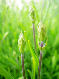 Close-up of insect on plant