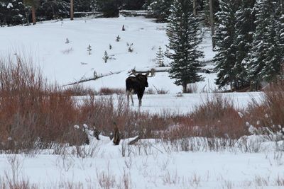 View of horse on snow covered field