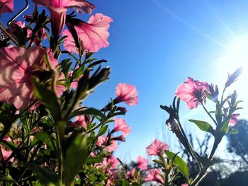 Low angle view of pink flowering plant against blue sky