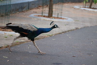 Side view of a peacock bird on the road