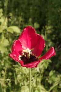 Close-up of pink flowers