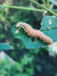 Close-up of insect on leaf