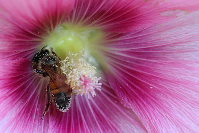 Close-up of insect on pink flower